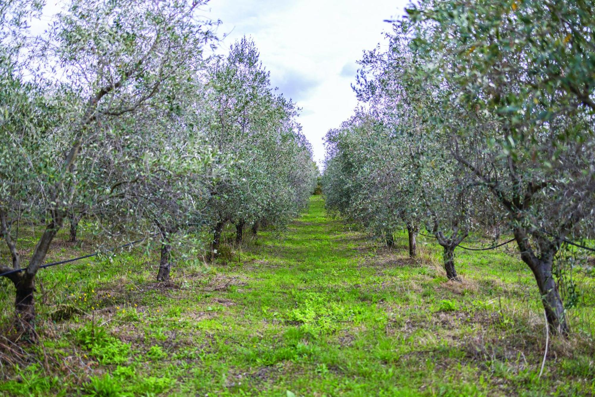 Agriturismo La Petrosa Ceraso المظهر الخارجي الصورة